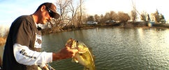Fishing The Jackall Bling with Lintner and Tosh Part 2