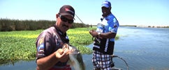 Crankin' at the Cal Delta w/Jared Lintner & Ish Monroe