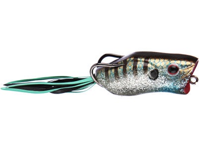 Evergreen Popper Frog