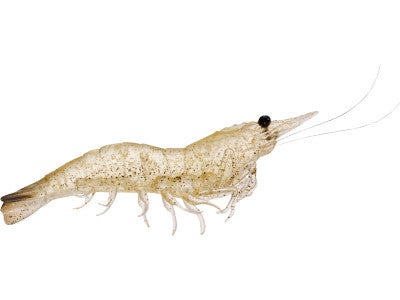 Koppers Live Target Shrimp 4pk