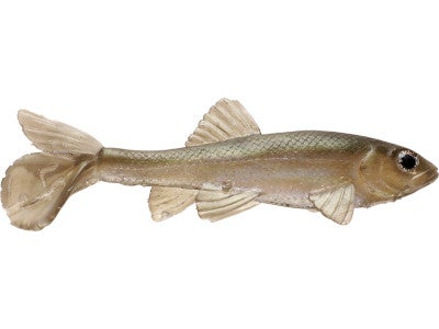 Little Creeper All American Trash Fish Swimbaits 2pk