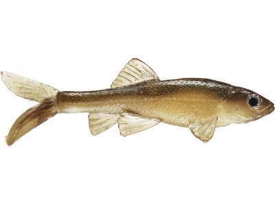 Little Creeper Baby Trash Fish 2pk