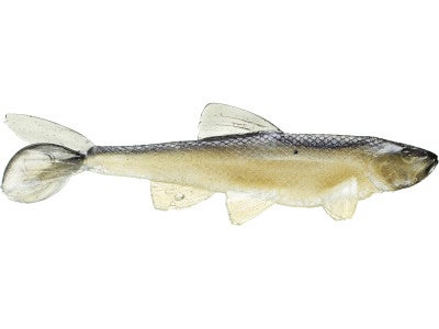 Little Creeper Garbage Minnow Swimbait 2pk