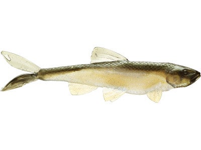 Little Creeper Garbage Minnow Swimbait 2pk