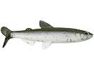 Prime Target Swimbaits