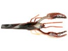 Wave Worms