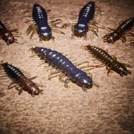 Nikko Fishing Zaza Hellgrammite