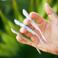 Reaction Innovations Pano Shot 4.25