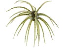 Hideup Coike 17mm Green Pumpkin Candy