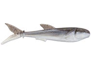 Black Label Hover Player Gizzard Shad 4"