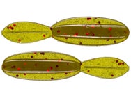 BaitFuel NanoBug 2" GP Red