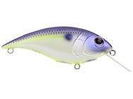 Berkley Shallow Money Badger 7.25 Crankbait