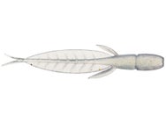 Evergreen C-4 Leech