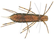 Geecrack Imo Kemushi Floating Stick Worm