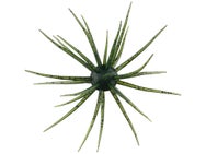 Hideup Coike 13mm Creature Bait