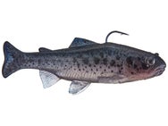 Huddleston Deluxe 6" Trout Swimbaits
