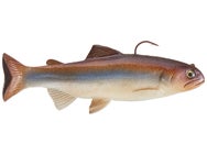 Huddleston Deluxe 8" Trout Swimbaits