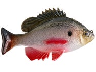 Huddleston Deluxe Bluegill Top Hook Swimbaits