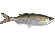 Huddleston Weedless Grass Minnow 3.75" Swimbaits 