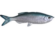 Huddleston Weedless Grass Minnow 3.75" Swimbaits 