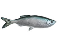 Huddleston Weedless Grass Minnow 3.75" Swimbaits 