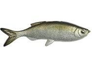 Huddleston Weedless Grass Minnow 3.75" Swimbaits 