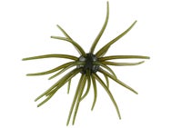 Hag's Prickly Pear 19mm Creature Bait