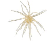 Hag's Prickly Pear 19mm Creature Bait