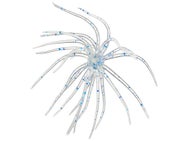 Hag's Prickly Pear Jr 10mm Creature Bait 2pk