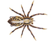 Lunkerhunt Hollow Body Phantom Spider