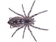 Lunkerhunt Hollow Body Phantom Spider
