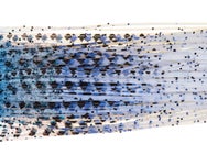 Lure Parts Online Bass Academy Diamond Print Skirts 10p
