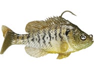 Mattlures U2 Bluegill