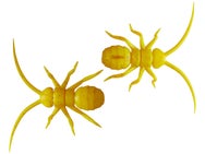 OSP Orikanemushi II Insect Soft Bait 1.4" 2pk