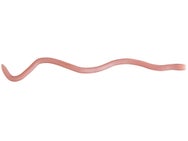OSP MMZ Worm