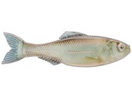 6th Sense Plump Panorama