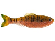 6th Sense Panorama Shad