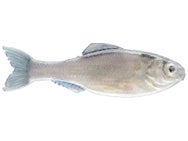 6th Sense Panorama Shad