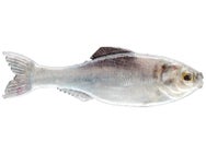 6th Sense Panorama Shad