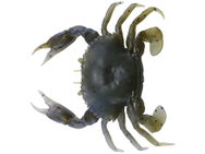 Savage Gear 3D Crab