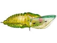 Savage Gear 3D Cicada Crawler