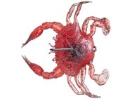 Savage Gear Duratech RTF Crab