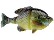 Savage Live 3D Bluegill LT Swimbait Female Bluegill 6" 