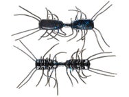 Strike King Sexy Bug