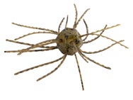 Strike King Tumbleweed Floating