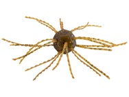Strike King Tumbleweed Salted 