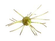 Strike King Tumbleweed Salted 