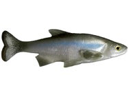 Smash-Tech Baits Weedless Shiner Swimbaits 6"