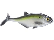 Smash-Tech Baits Gizzard Shad Line Thru Swimbaits 7"