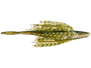 Tightlines UV Sow Belly Jerkbait 4pk